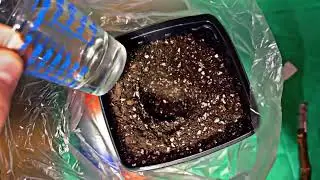 Plug &lsquo;N&rsquo; Play method I developed to root fig cuttings 15 days after set to root. Phase 2