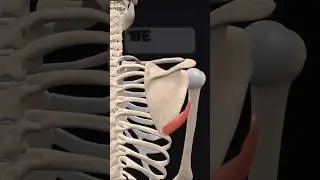 Teres Major Muscle Function #ytshorts #youtube #youtubeshorts #anatomy