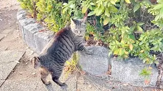 徘徊中のキジトラの歩き姿がかわいいので観察しながらついて行ってみた(ミーちゃん)