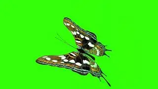 🦋 Green Screen Butterfly Animation | Free for Editing | HD 🦋