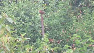 Rusty-cheeked Scimitar Babbler, Erythrogenys erythrogenys ferrugilatus, Kathmandu Nepal, 2 Sept 2024