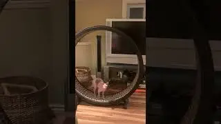 Cat Running Very Fast on Exercise Wheel  || PETASTIC 🐾