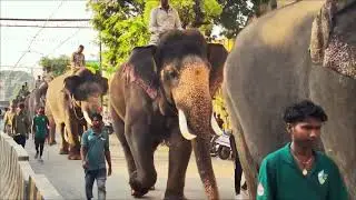 Mysuru Dasara Elephant Parade in city roads #mysoreelephant #elephantparade #mysoredasara