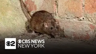 NYC preparing to roll out rat birth control
