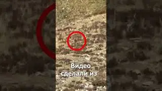 Снежный человек найден!  #Снежныйчеловек #Bigfoot #faniu