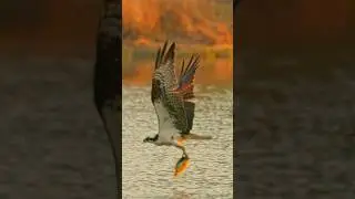 The Golden Hour Osprey Strike &ndash; 4 Hours for 4 Seconds of Magic