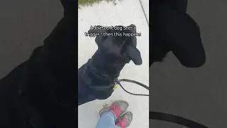 This Trigger Once Caused Barking and Lunging. Watch What Happens Now #dogcoach #reactivedog