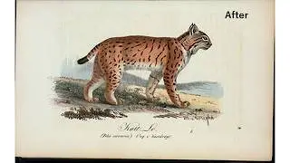 TecoGAN/The New York Public Library Digital Collections