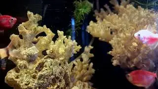 Calm Ambient Music for Underwater Aquascape