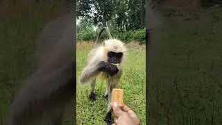 Langur Ne Kha Liya Biscuit 😍🐒 | Cute Jungle Moment | #MonkeyLove #Shorts