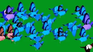 Group Of Pigeons Flying HD Green Screen Blue Screen Black Screen Video