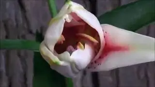 funny flower video 2016