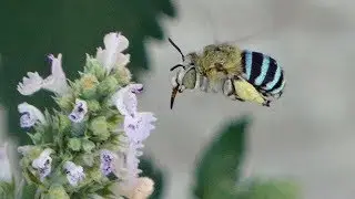 Blue-Banded Bee & Friends!   Perth, Western Australia