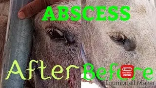 Abscess around eye in donkey before & after treatment #animals #donkey #donkeylovers #animaldisease 