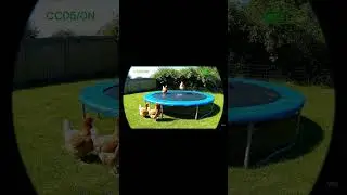 Hilarious video of our chickens trying to master the trampoline! 🐔😂 #chickens #farm #trampoline