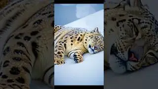 Leopard Rescued from Freezing Cold | A Heartwarming Wildlife Rescue #rescue #shorts