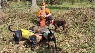 Chasse aux sangliers avec les Kopovs le 17 mars 2024 fourré du dos d’âne.