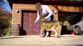 Walk Your Dog With Love Coupaw