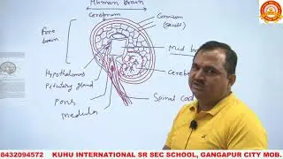 Class X science E.M. Topic= Functions of different part of human brain