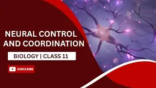 Neural Control and Coordination | Synapse between Two Neurons | Biology | Class 11 | AASOKA