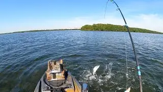 Kayak Fishing at Deering Point & Chicken Key in Miami, Florida - Mangrove Snappers & Bone Fish