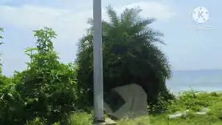 Beautiful Coconut trees  beside bheemli beach in Vizag city 