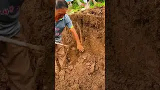 Digging Yam #Three Rural Issues #My Rural Life #Agricultural Planting #Yam#f3ee4
