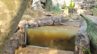#odisha #Blog  live tiger 🐯 bhalu