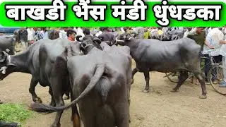 बाखडी ग्याबीन भैंस बाजार धुंधडका #dhundhadka