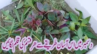 Using Sand Medium for Rooting Cutting plants/How to Root plants cutting Easiest Method in winter