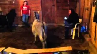 miniature donkey braying