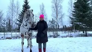 second video on training the Liberty horse: shoulder change, перемена плеча