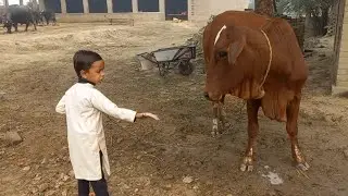Cow drinking water | Pakistan punjab village life | Chacha Bhatija