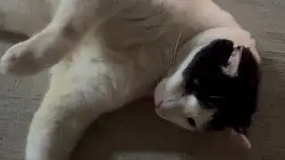 Cutest cat in singapore!