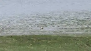 Bar-tailed godwit (Myrspov) feeding in Sandemar south of Stockholm [2025-05-10]