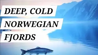 Norwegian Salmon