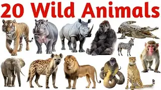 Learn 20 Wild Animals Names for Kids | Animals Video