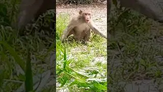 monkey leader | bandaron ka sardar #shorts