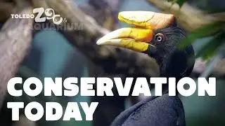 Hornbills - Conservation Today