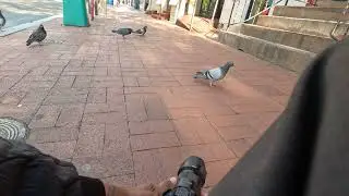 Street Photography: Pigeon