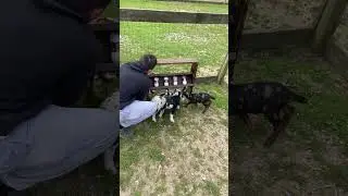 Baby Goats First Time Using the Bottle Rack (Throwback)