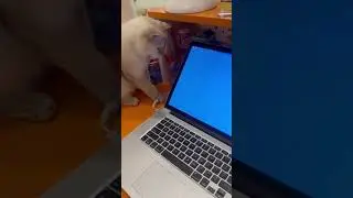 Golden Toto&rsquo;s Laptop Playtime 🤣💻 | Tiny Paw