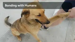 Dogs Are Pack Animals by Nature 🐺❤️ #DogFacts
