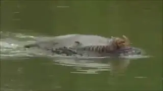Strange Creature Caught on Video Swimming in a River in Brunei