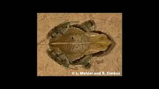 [Wikipedia] Amietophrynus turkanae