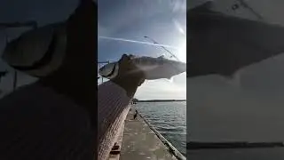 fishing in marina del ray #losangeles #marinadelrey #sportfishing #new #fishing #shorts