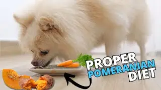 What is the Best Diet for a Pomeranian?