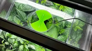 Chilli Care - Staking & Early Bud Removal