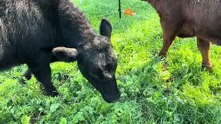 Heifers grazing cool-season forages research study in Blackville, SC #farming #foragedrops #forages