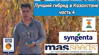 Лучший для Казахстана! Обзор гибридов кукурузы Syngenta KWS Masseeds часть4 corn Hybrid Kazakhstan